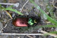 Agonum sexpunctatum