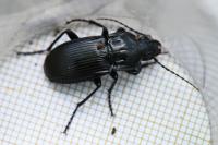 Abax parallelepipedus