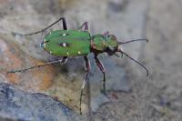Cicindela campestris