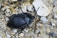 Phosphuga atrata