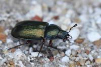 Platycerus caraboides