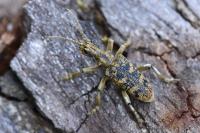 Rhagium sycophanta