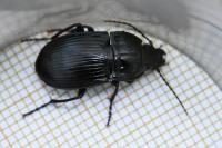 Abax ovalis