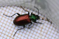 Agonum sexpunctatum