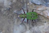 Cicindela campestris