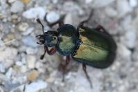 Platycerus caraboides