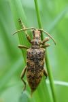 Rhagium sycophanta
