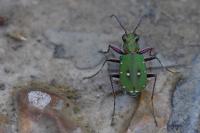 Cicindela campestris
