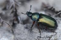 Platycerus caraboides