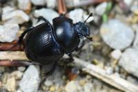 Anoplotrupes stercorosus