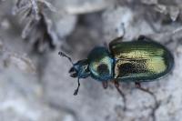 Platycerus caraboides