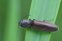 Athous haemorrhoidalis