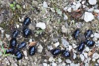 Anoplotrupes stercorosus