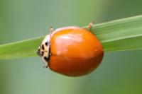 Harmonia axyridis