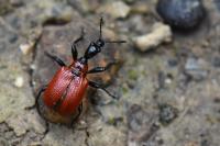 Apoderus coryli