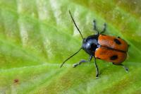 Cryptocephalus bipunctatus