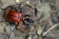 Apoderus coryli