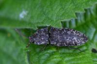 Agrypnus murinus
