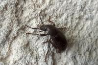 Stenomax aeneus