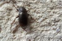 Stenomax aeneus