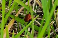 Pyrochroa serraticornis