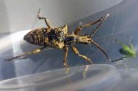 Rhagium sycophanta