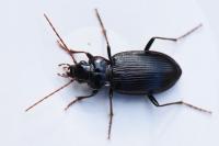 Nebria salina