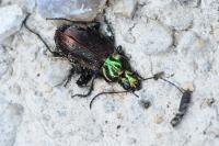 Agonum sexpunctatum