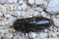 Agriotes obscurus