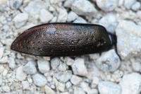 Carabus nemoralis
