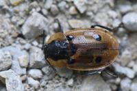 Dendroxena quadrimaculata