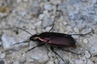 Poecilus cupreus