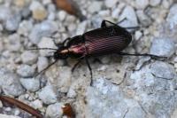 Poecilus cupreus
