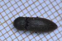 Agriotes obscurus