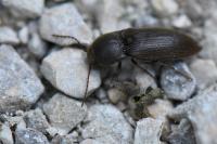 Agriotes obscurus