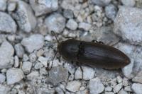 Agriotes obscurus