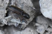 Agriotes acuminatus