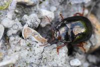 Chrysolina bankii