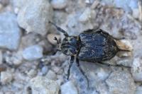 Valgus hemipterus