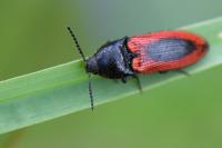 Ampedus sanguinolentus
