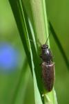 Athous haemorrhoidalis