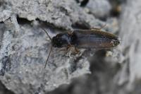 Agriotes acuminatus