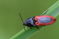 Ampedus sanguinolentus