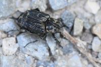Valgus hemipterus