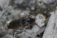 Agriotes acuminatus