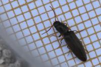 Agriotes acuminatus