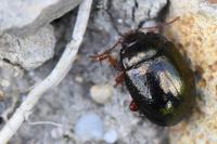 Chrysolina bankii