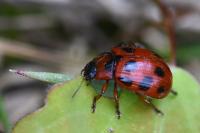 Gonioctena decemnotata