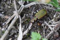 Cicindela campestris
