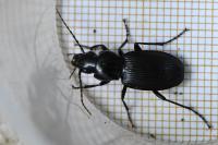 Pterostichus cristatus